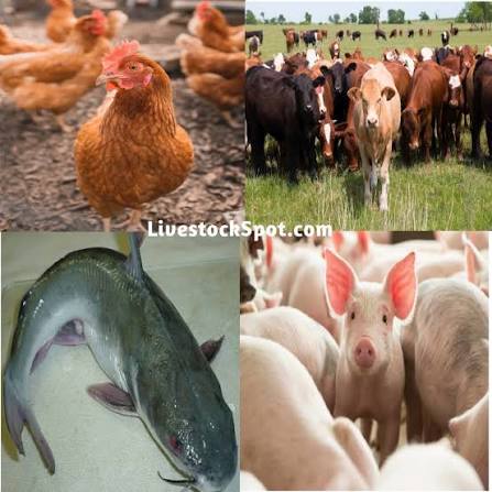 Livestock